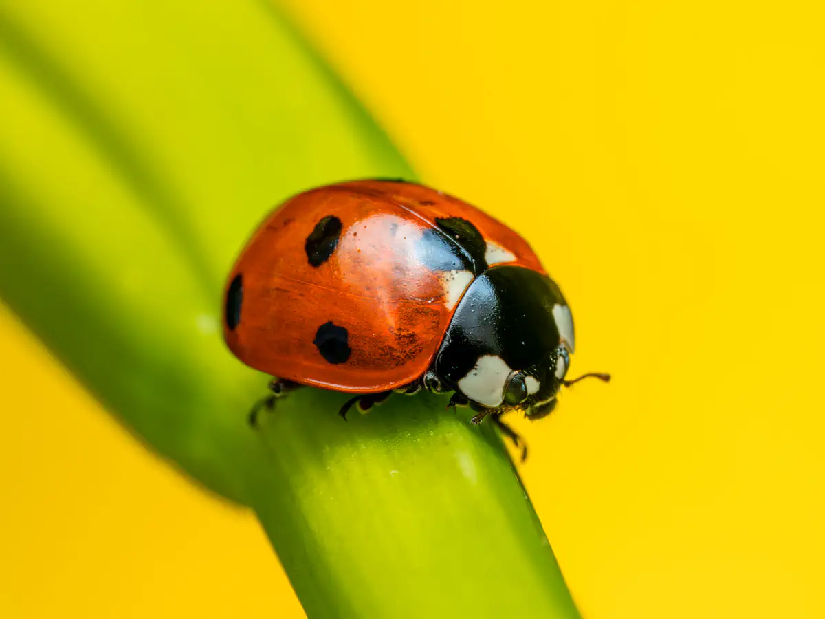 Seven-spotted Lady Beetle