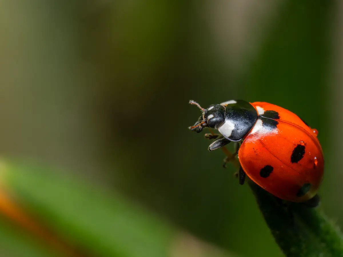 Seven-spotted Lady Beetle