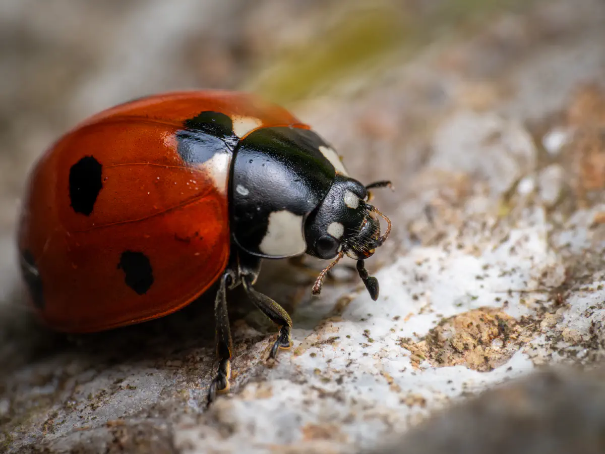 Seven-spotted Lady Beetle