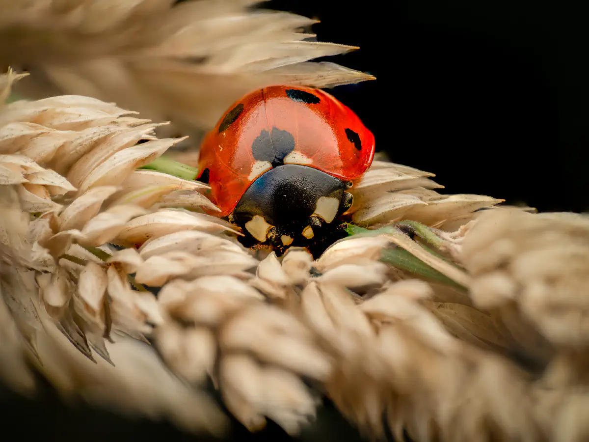 Seven-spotted Lady Beetle