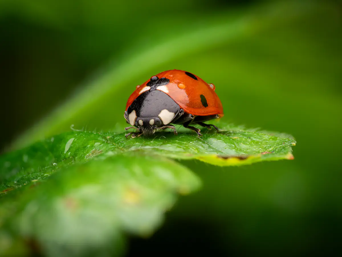 Seven-spotted Lady Beetle