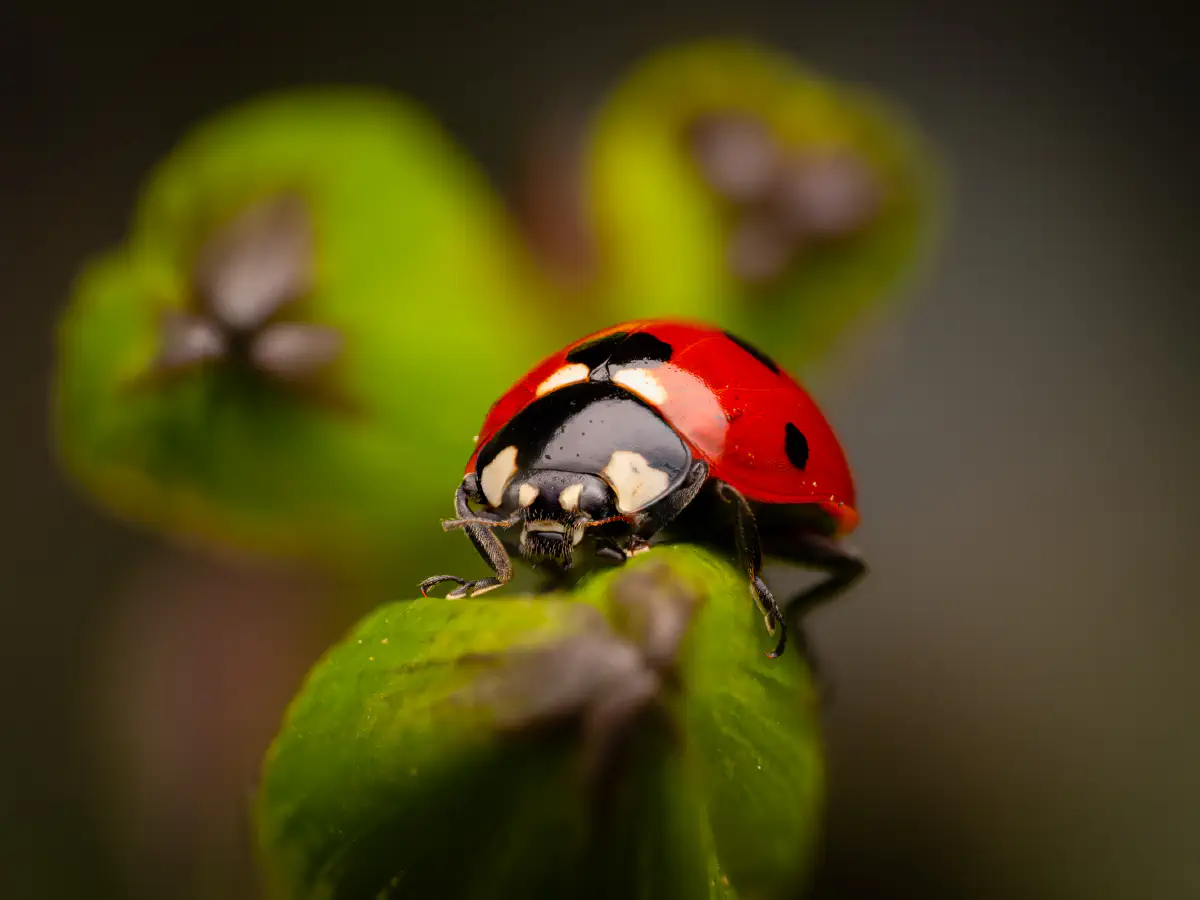 Seven-spotted Lady Beetle