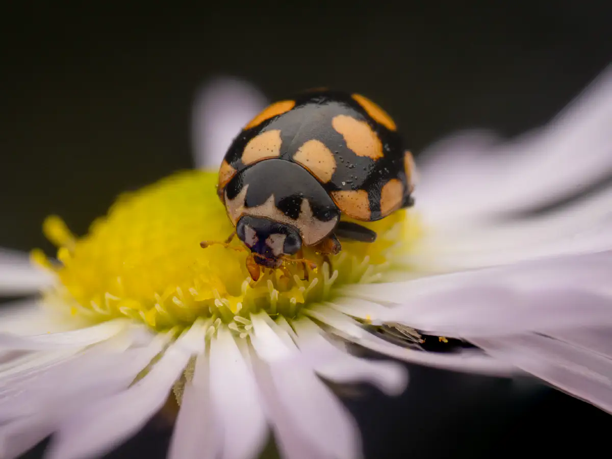 Coccinule à quatorze taches