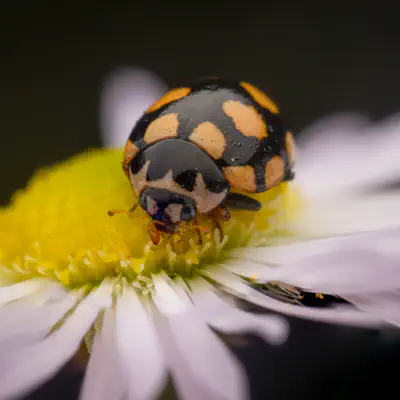Trockenrasen-Marienkäfer