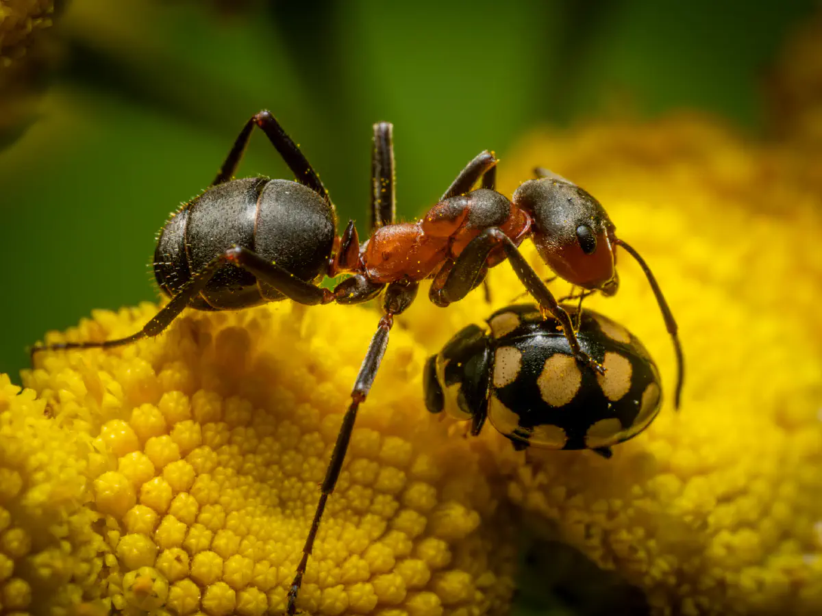 Coccinule à quatorze taches