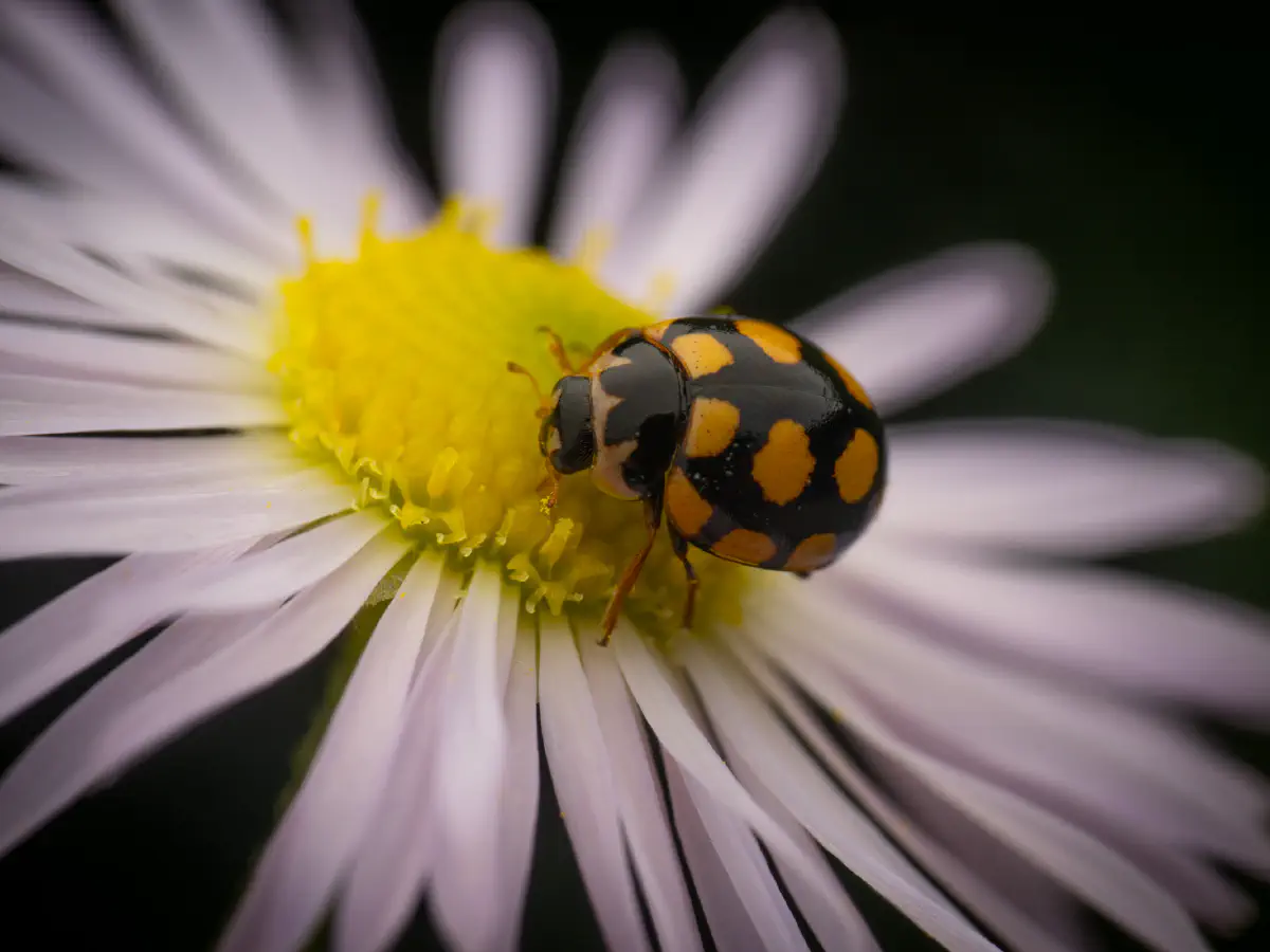 Coccinule à quatorze taches