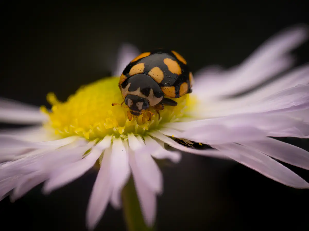 Coccinule à quatorze taches