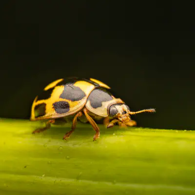 Vierzehnpunkt-Marienkäfer