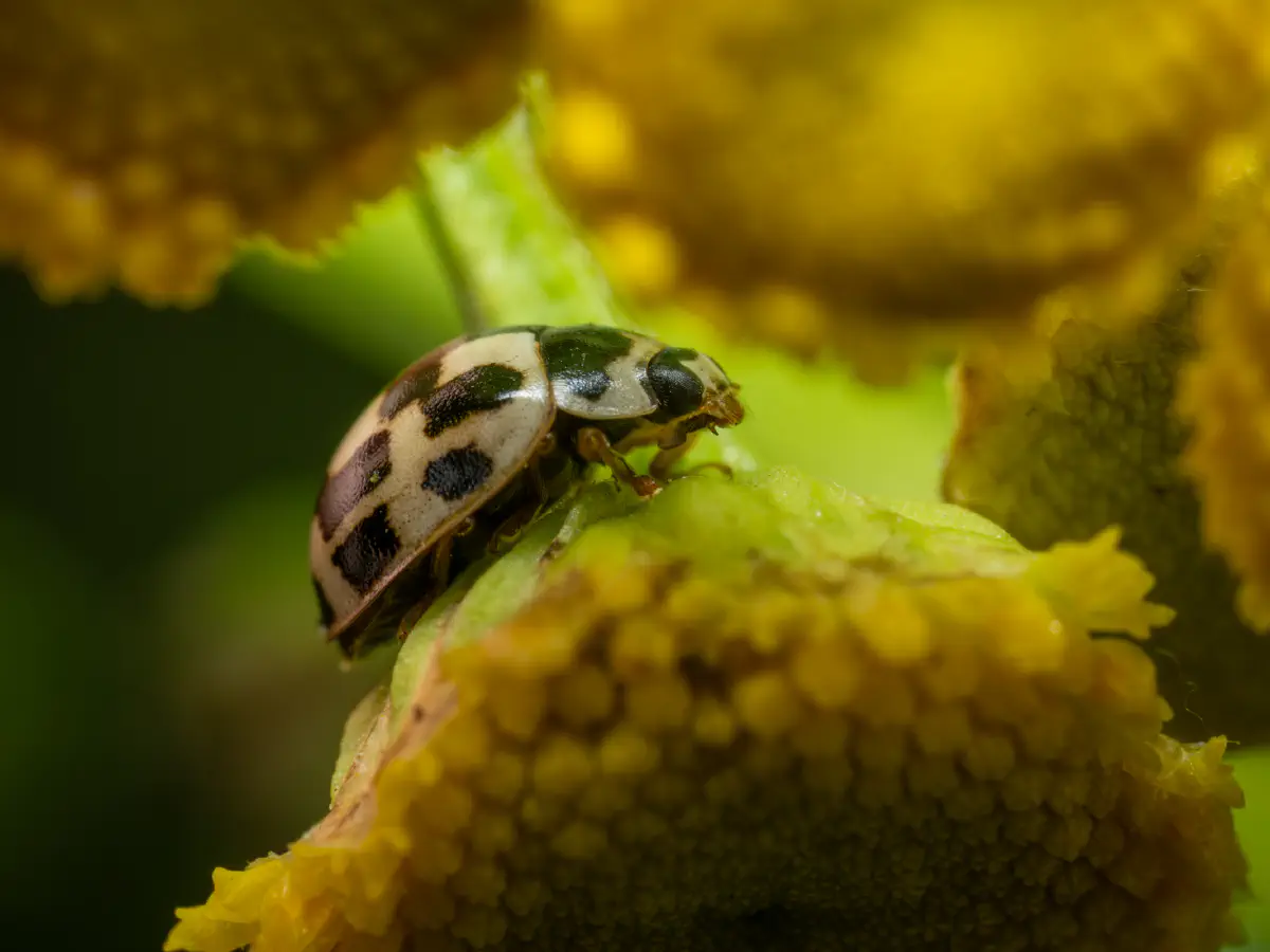 Coccinelle à damier