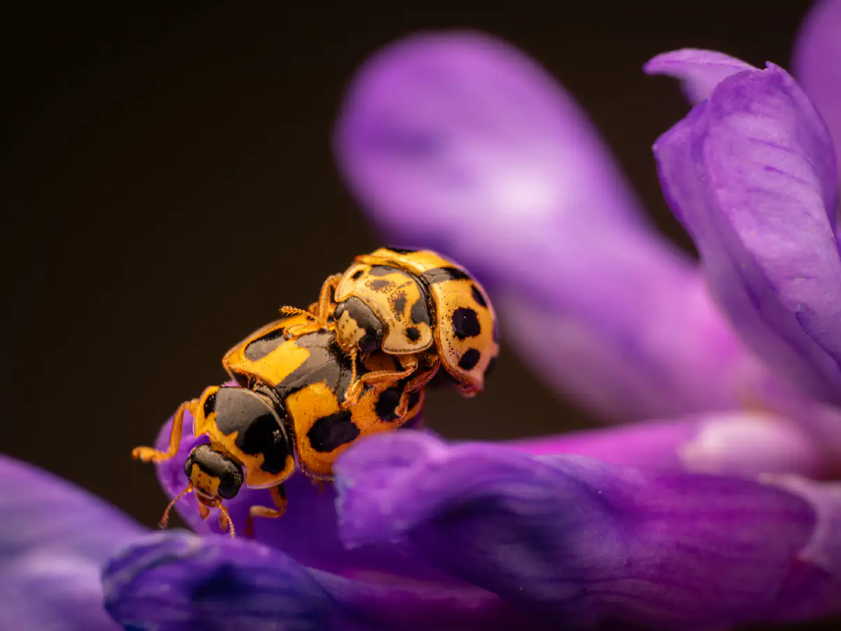 Coccinelle à damier