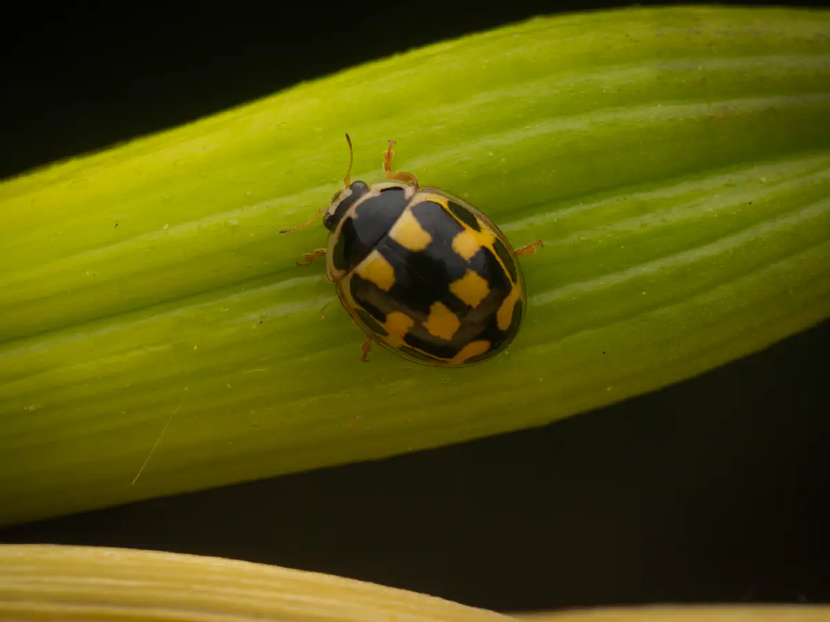 Coccinelle à damier