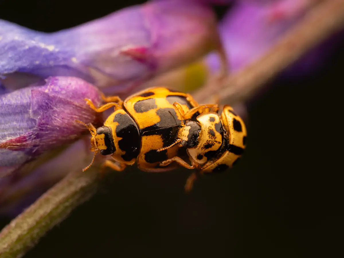 Coccinelle à damier