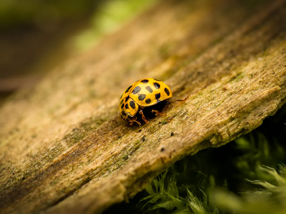 Coccinelle à vingt-deux points