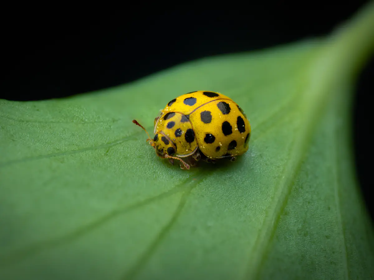 Coccinelle à vingt-deux points
