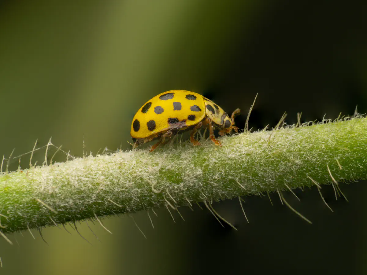 Coccinelle à vingt-deux points
