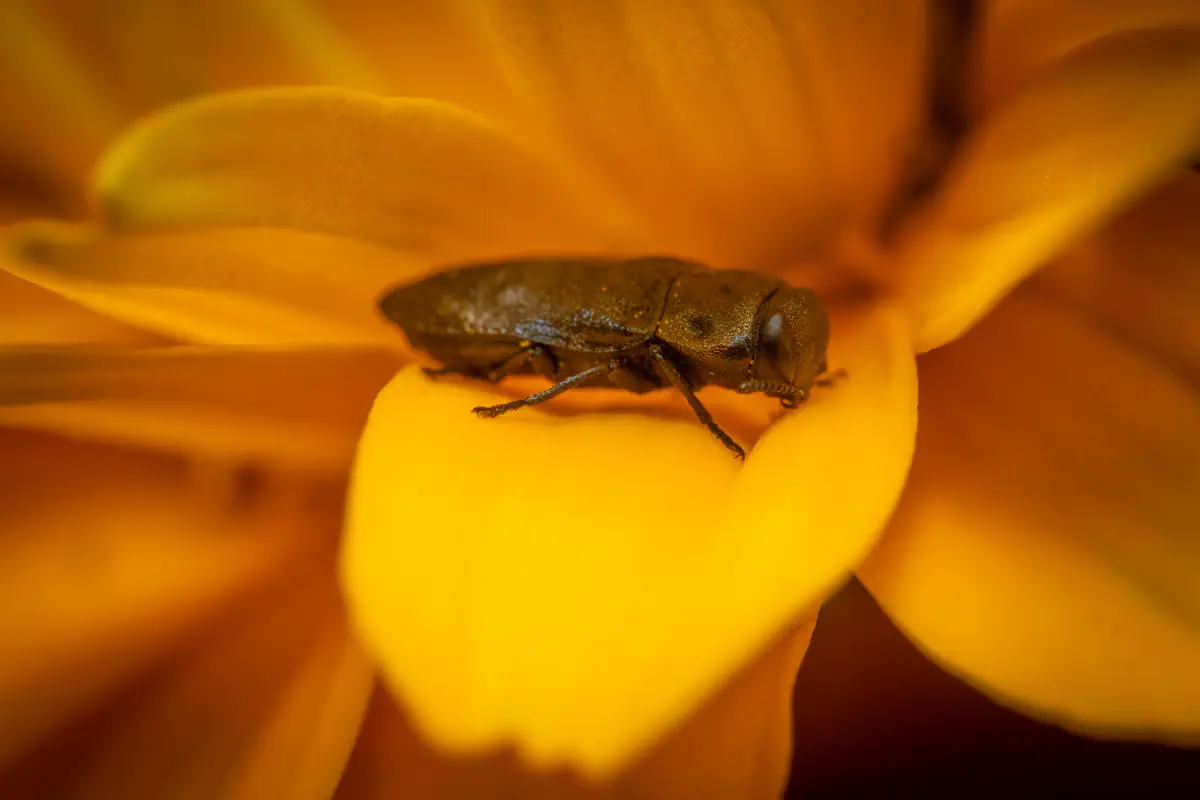 Blauer Kiefernprachtkäfer