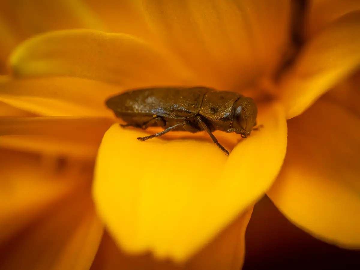 Blauer Kiefernprachtkäfer