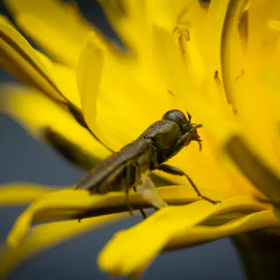 Eckschild-Prachtkäfer