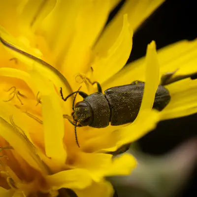 Eckschild-Prachtkäfer