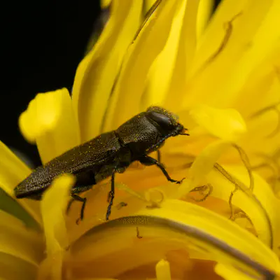 Eckschild-Prachtkäfer