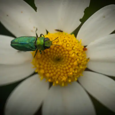 Glänzender Blütenprachtkäfer