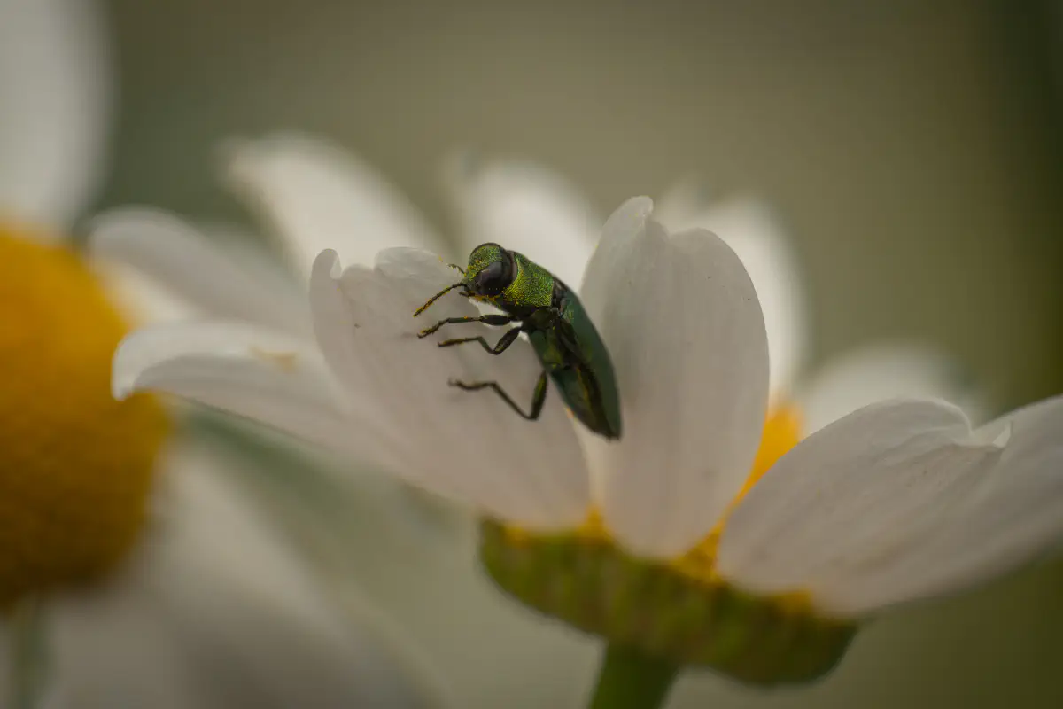 Glänzender Blütenprachtkäfer