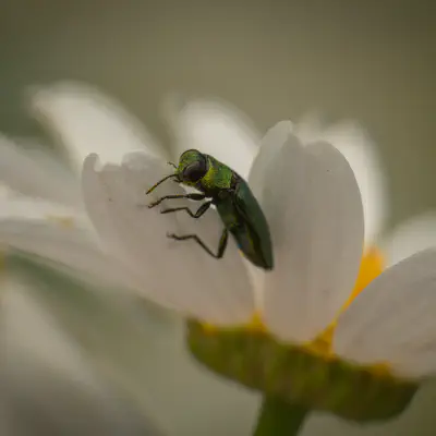 Glänzender Blütenprachtkäfer