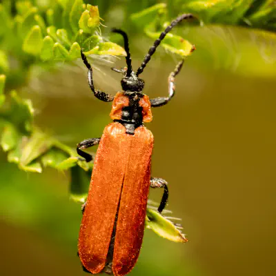 Lygistopterus sanguineus