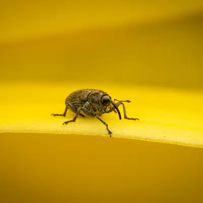 Ceutorhynchus typhae