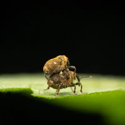 Charançon à bandes blanches