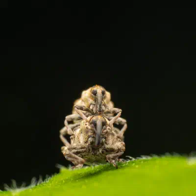 Gefleckter Brennnesselrüssler