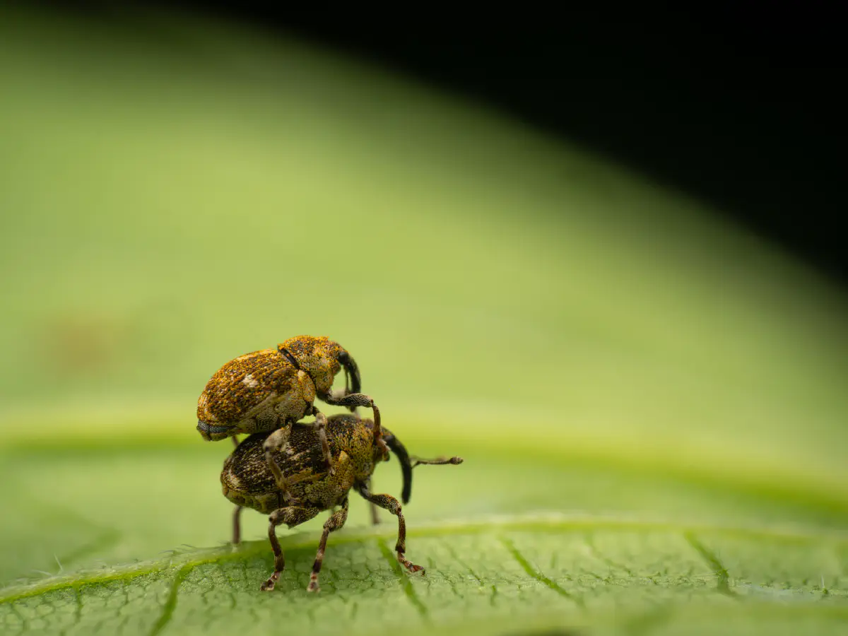 Charançon à bandes blanches
