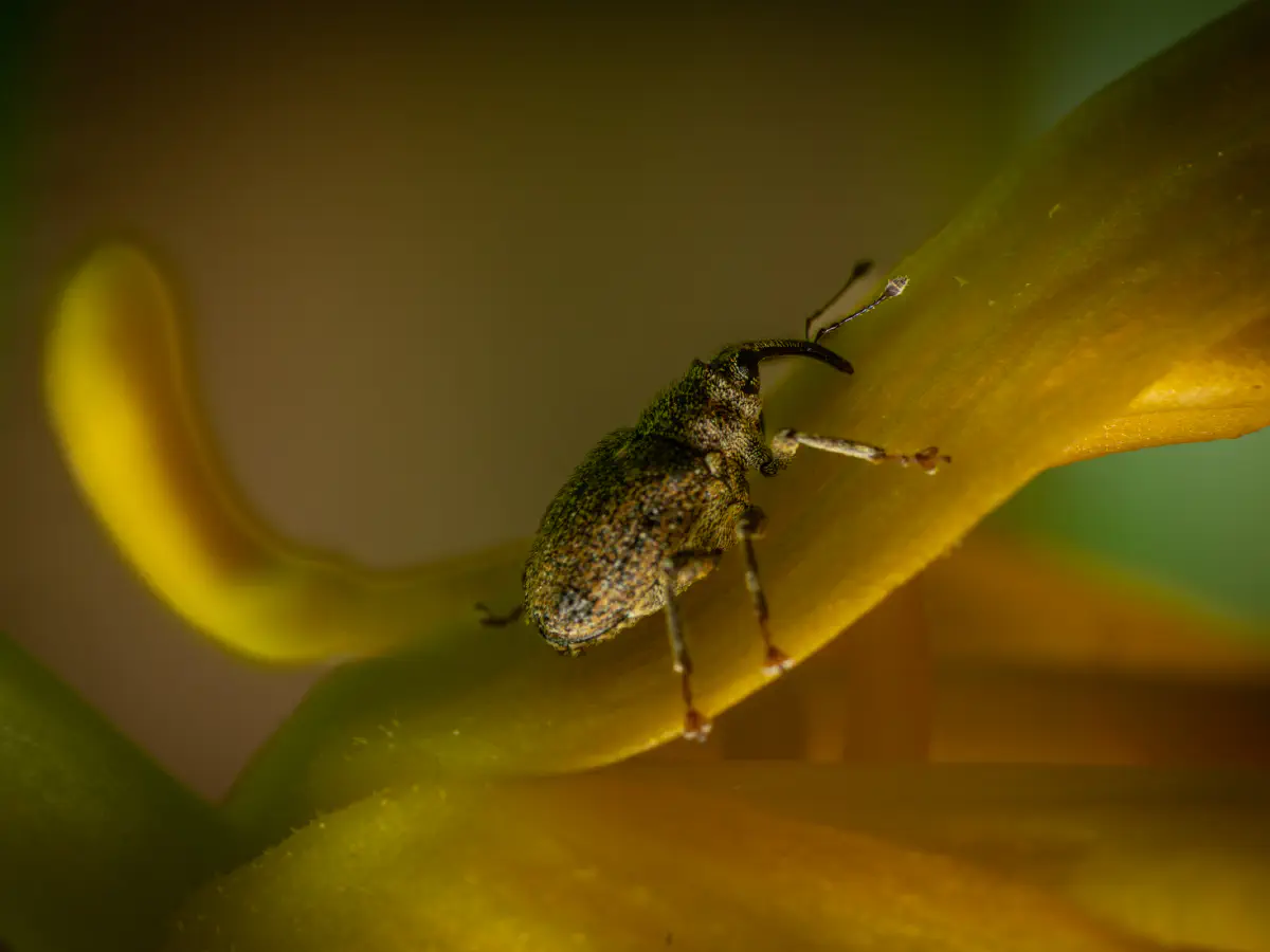 Gefleckter Kohltriebrüssler
