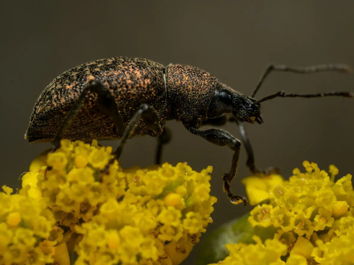Black Vine Weevil