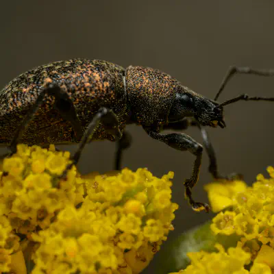 Otiorhynque de la vigne