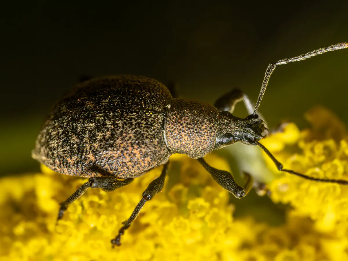 Black Vine Weevil