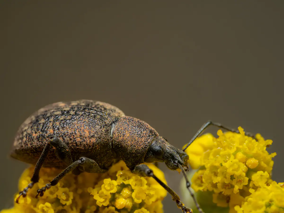 Black Vine Weevil