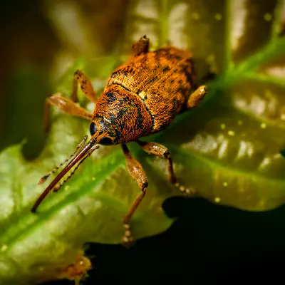 Balanin des noisettes