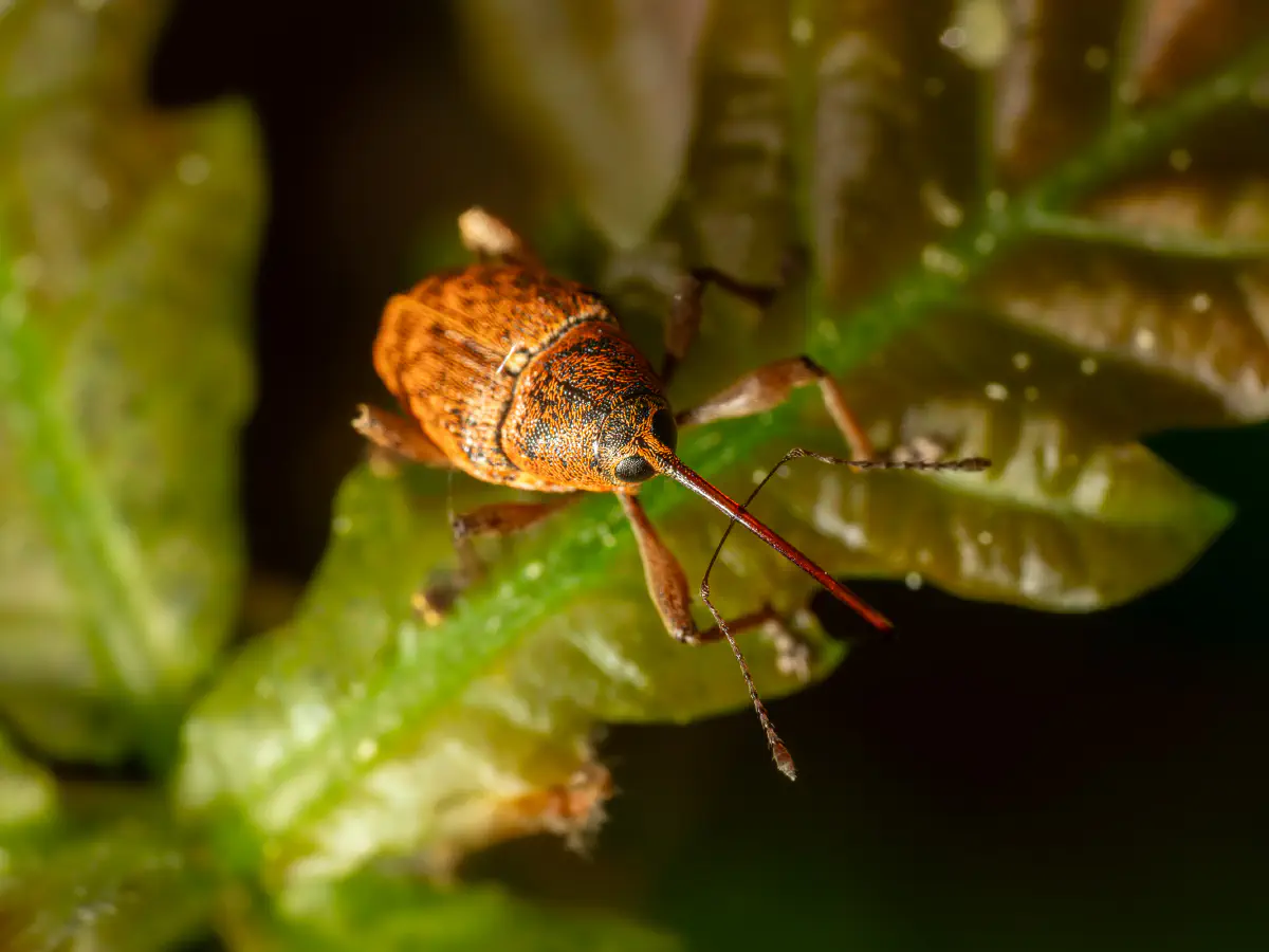 Nut Weevil