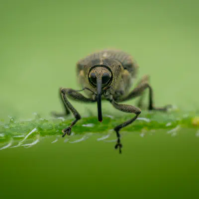Charançon des siliques du colza