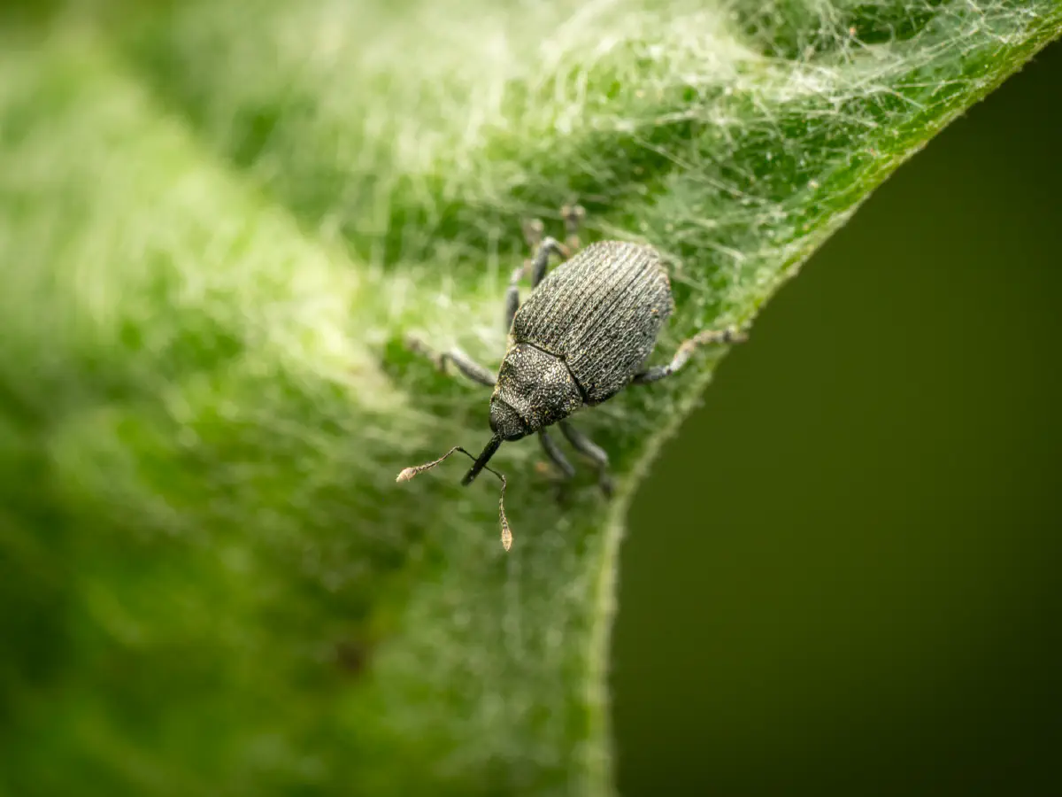 Cabbage seed Weevil