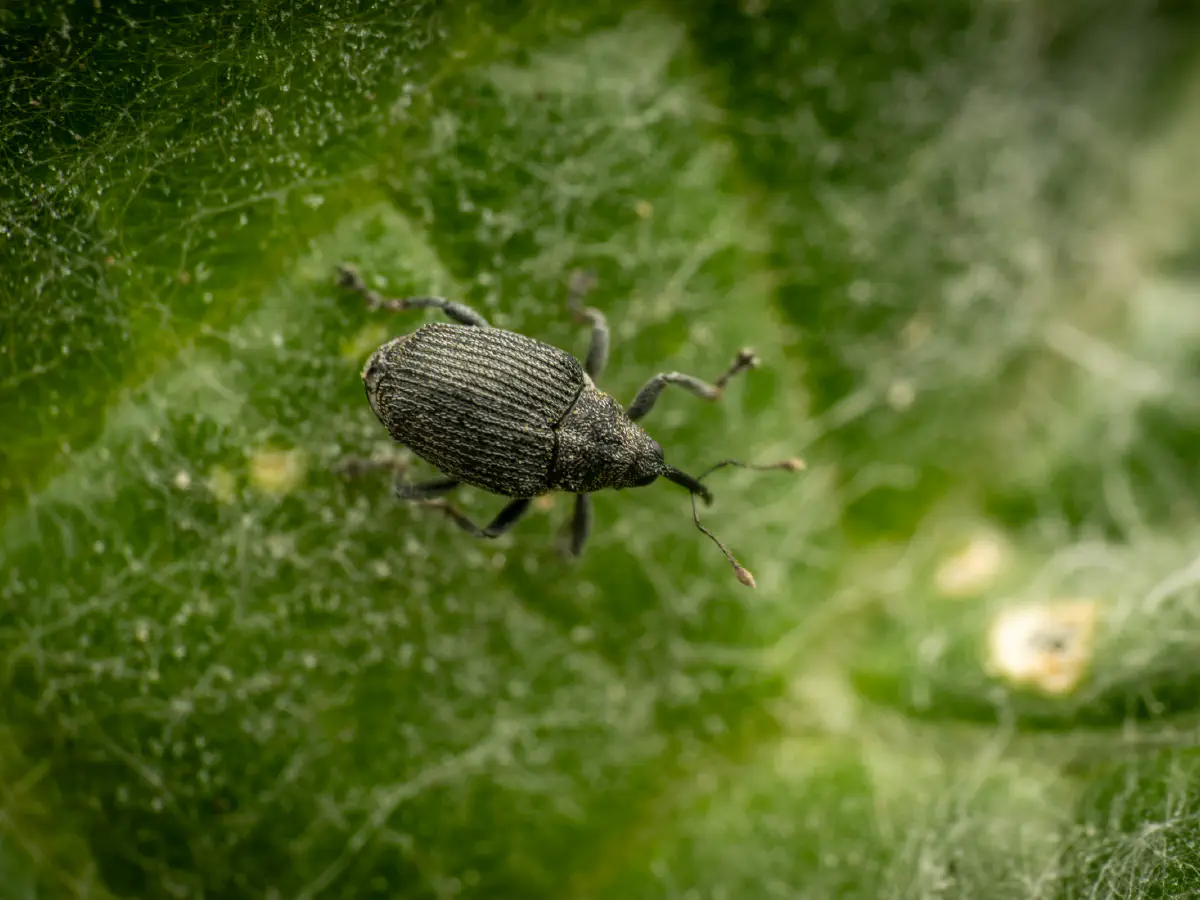 Cabbage seed Weevil