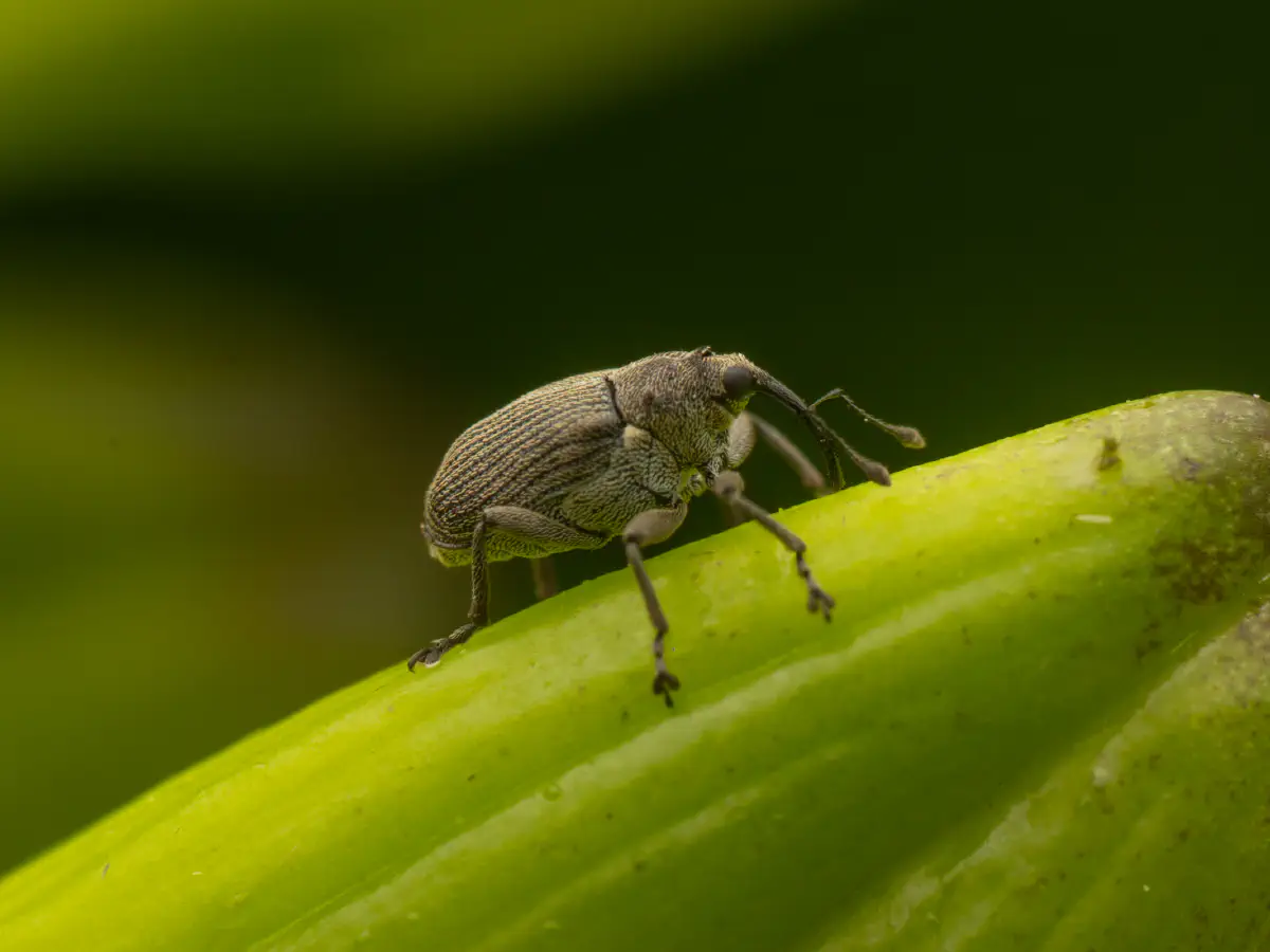 Cabbage seed Weevil