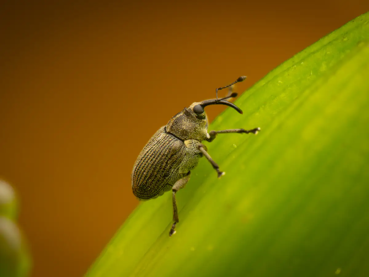 Cabbage seed Weevil