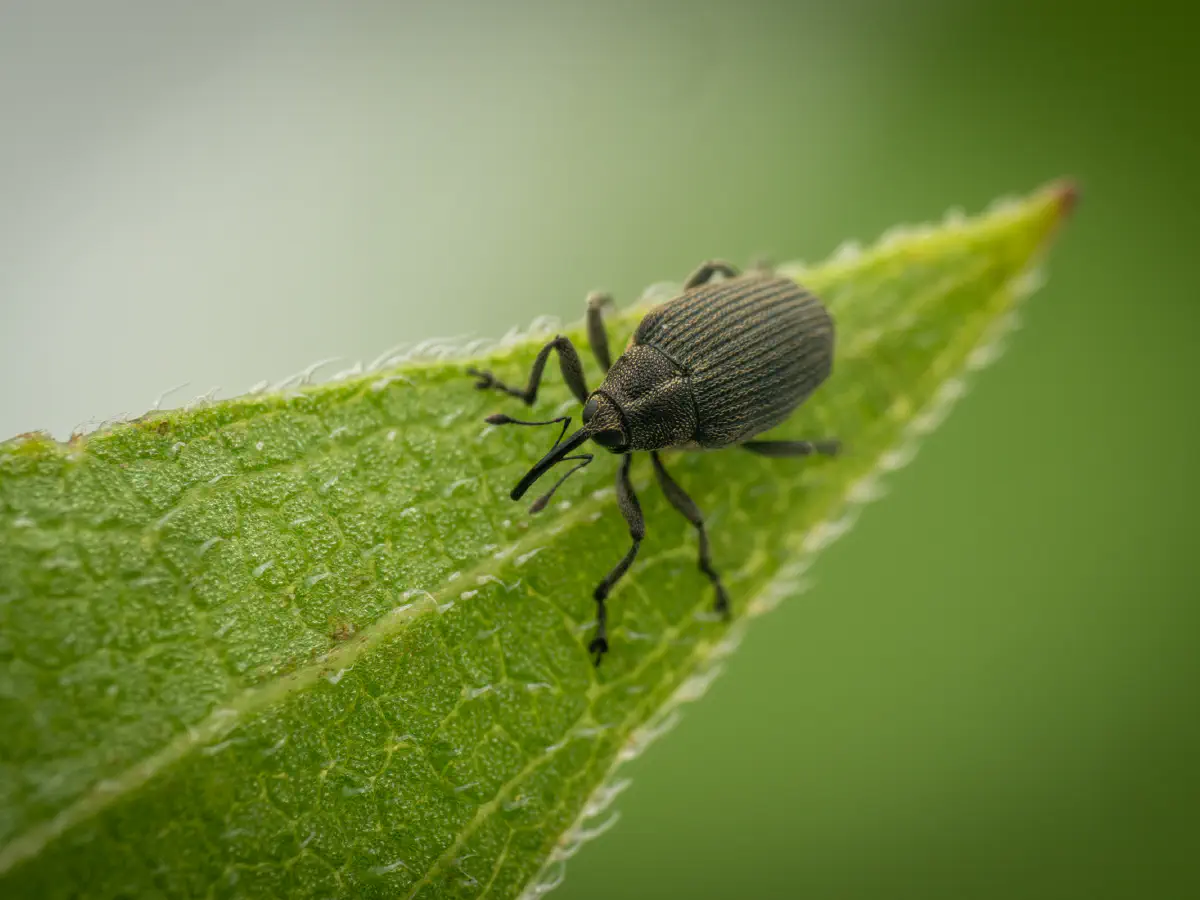 Cabbage seed Weevil