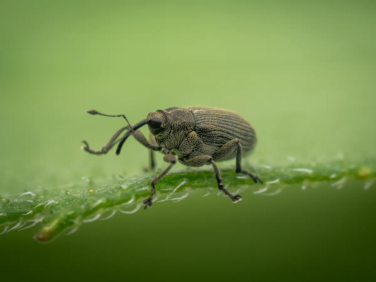 Cabbage seed Weevil