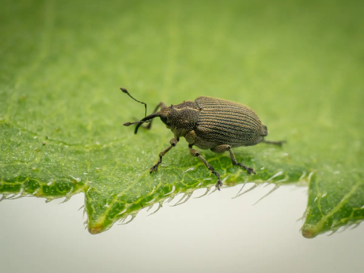Cabbage seed Weevil