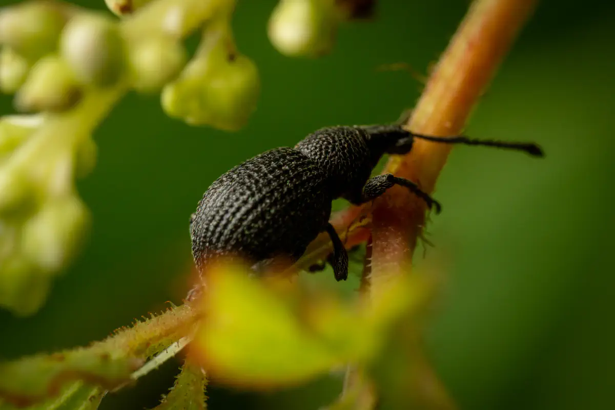 Schwarzgekörnter Dickmaulrüssler