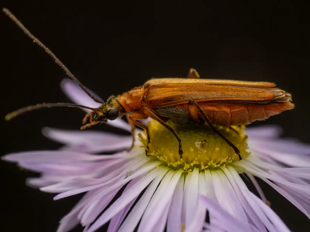 Echter Schenkelkäfer