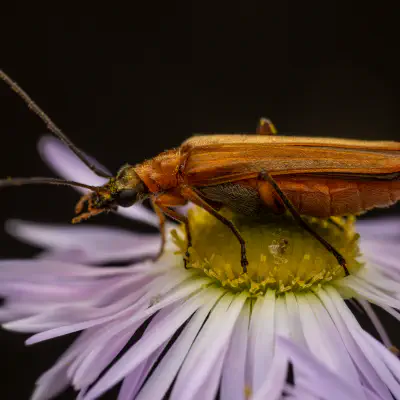 Echter Schenkelkäfer